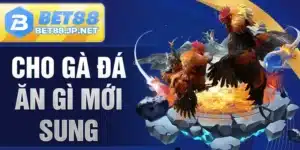 Cho Gà Đá Ăn Gì Mới Sung