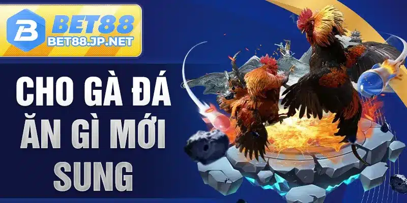 Cho Gà Đá Ăn Gì Mới Sung