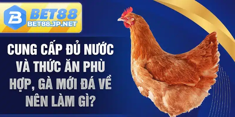 Cung cấp đủ nước và thức ăn phù hợp, gà mới đá về nên làm gì?