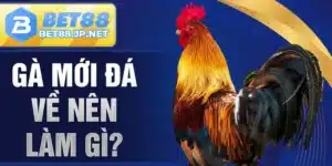 Gà Mới Đá Về Nên Làm Gì?