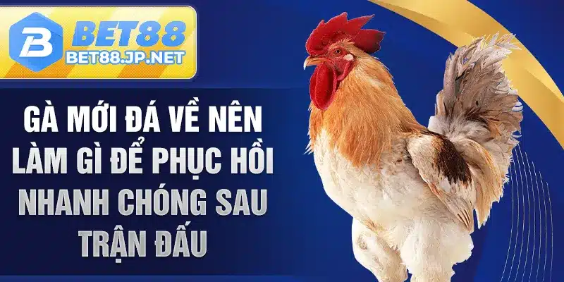 Gà mới đá về nên làm gì để phục hồi nhanh chóng sau trận đấu
