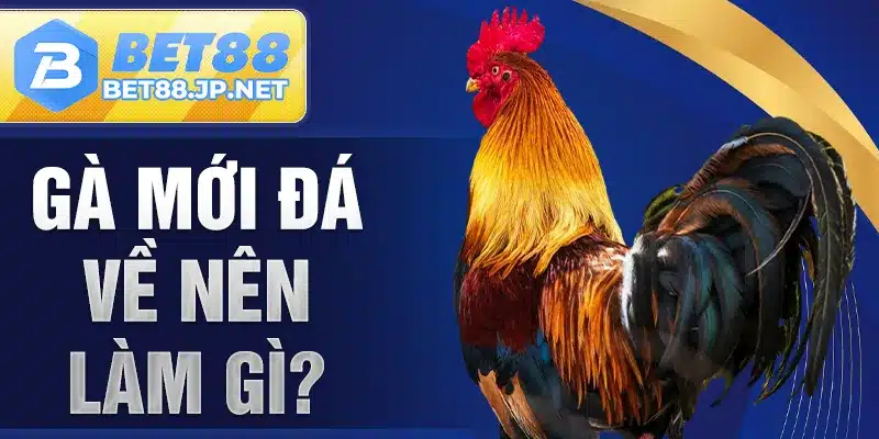Gà Mới Đá Về Nên Làm Gì?