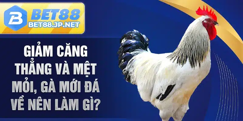 Giảm căng thẳng và mệt mỏi, gà mới đá về nên làm gì?