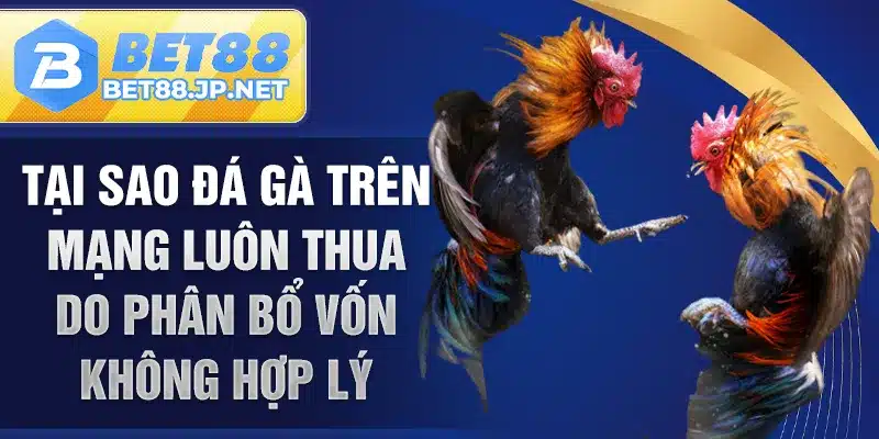 Tại sao đá gà trên mạng luôn thua do phân bổ vốn không hợp lý