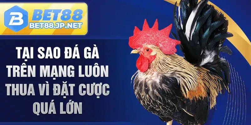 Tại sao đá gà trên mạng luôn thua vì đặt cược quá lớn